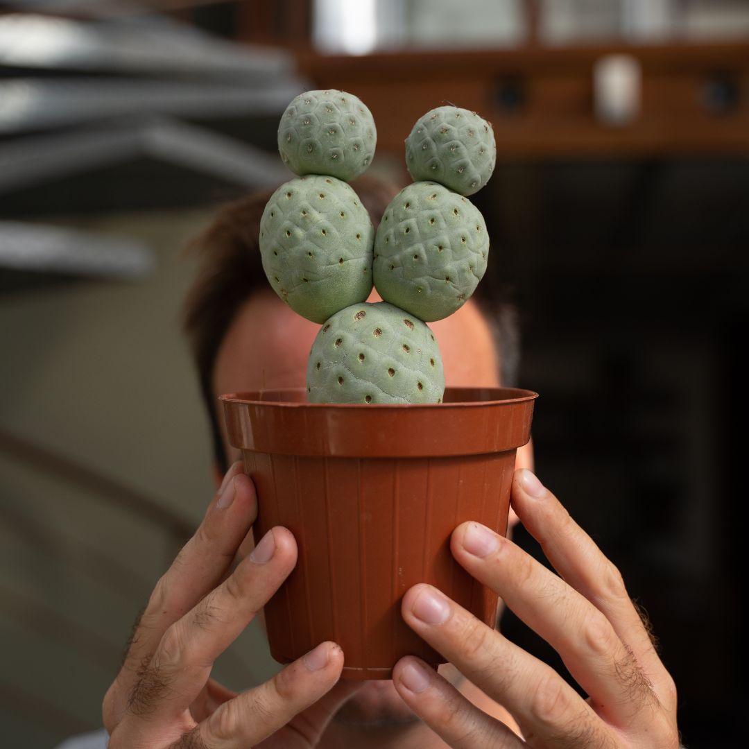 Tephrocactus geometricus 5 palle Ø 12 cm