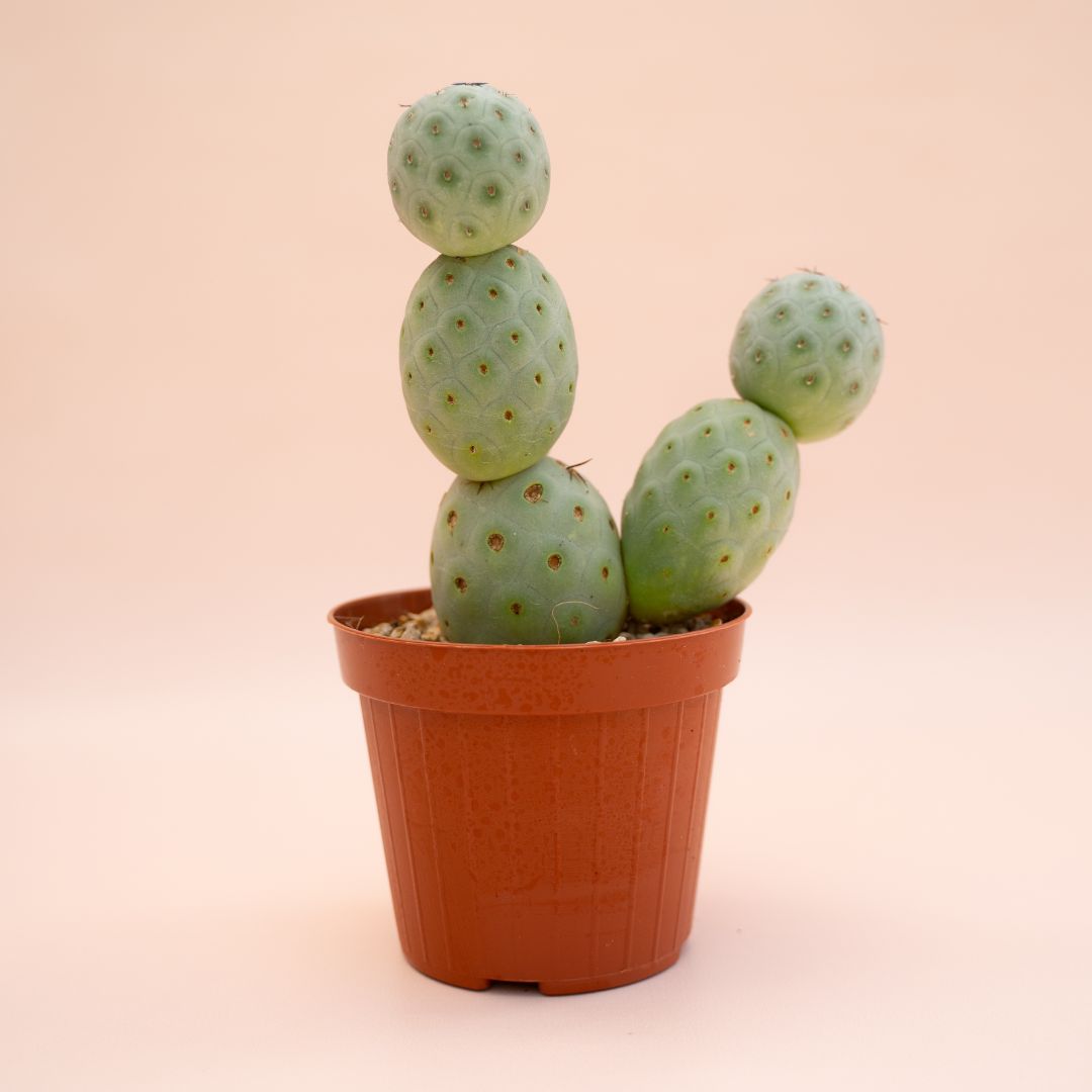 Tephrocactus geometricus 6 palle Ø 12 cm