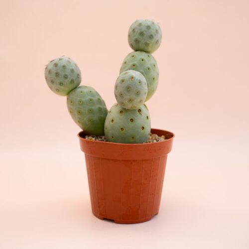 Tephrocactus geometricus 6 palle Ø 12 cm