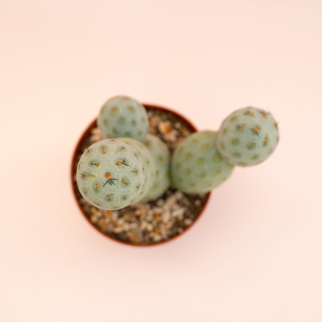 Tephrocactus geometricus 6 palle Ø 12 cm