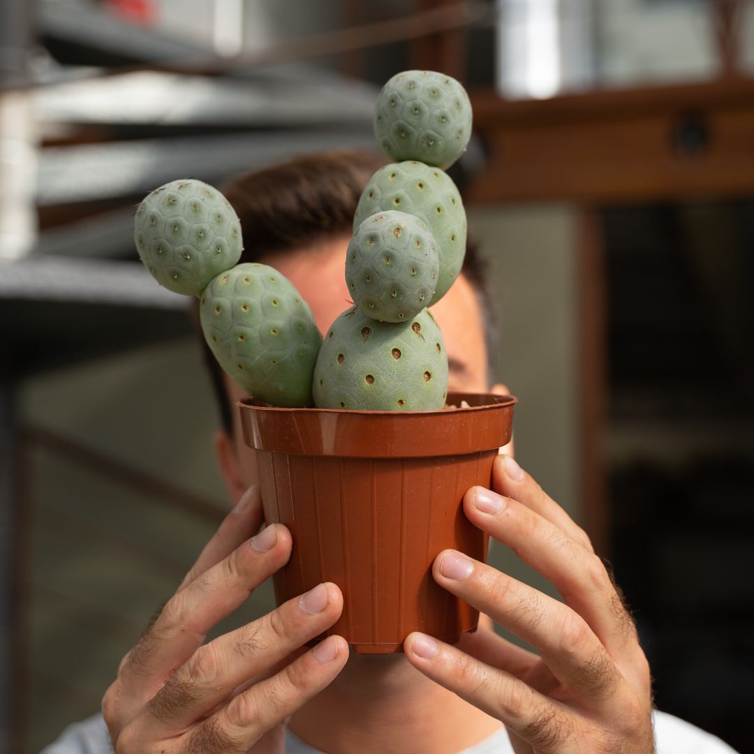 Tephrocactus geometricus 6 palle Ø 12 cm