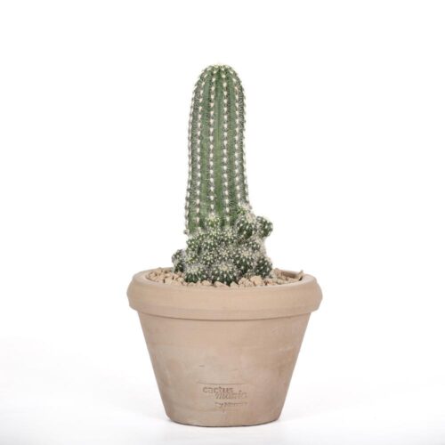 Trichocereus huascha Ø 14
