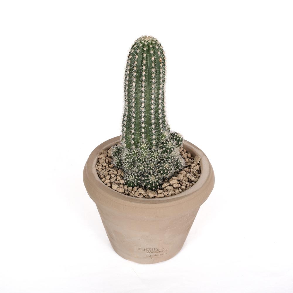 Trichocereus huascha Ø 14