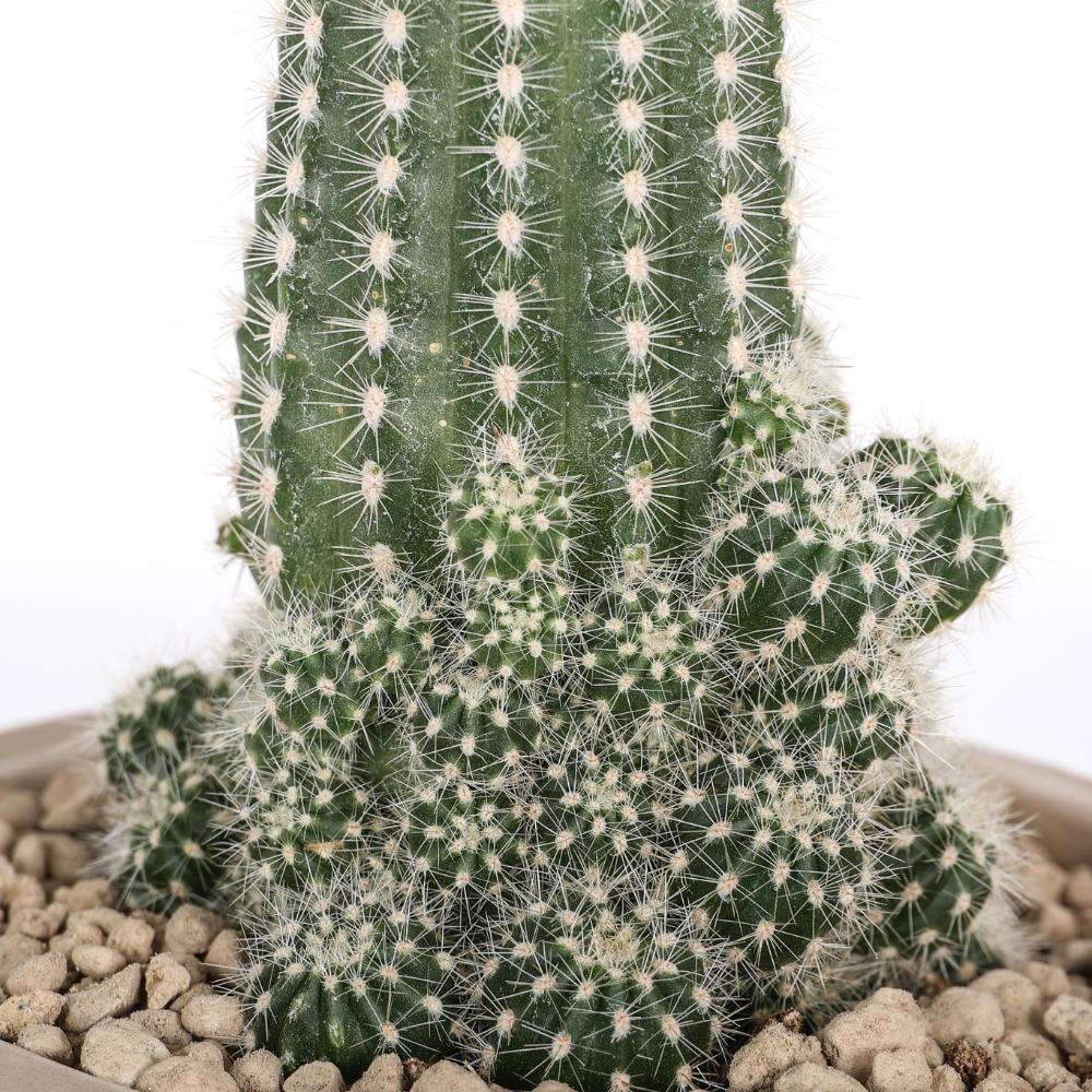 Trichocereus huascha Ø 14