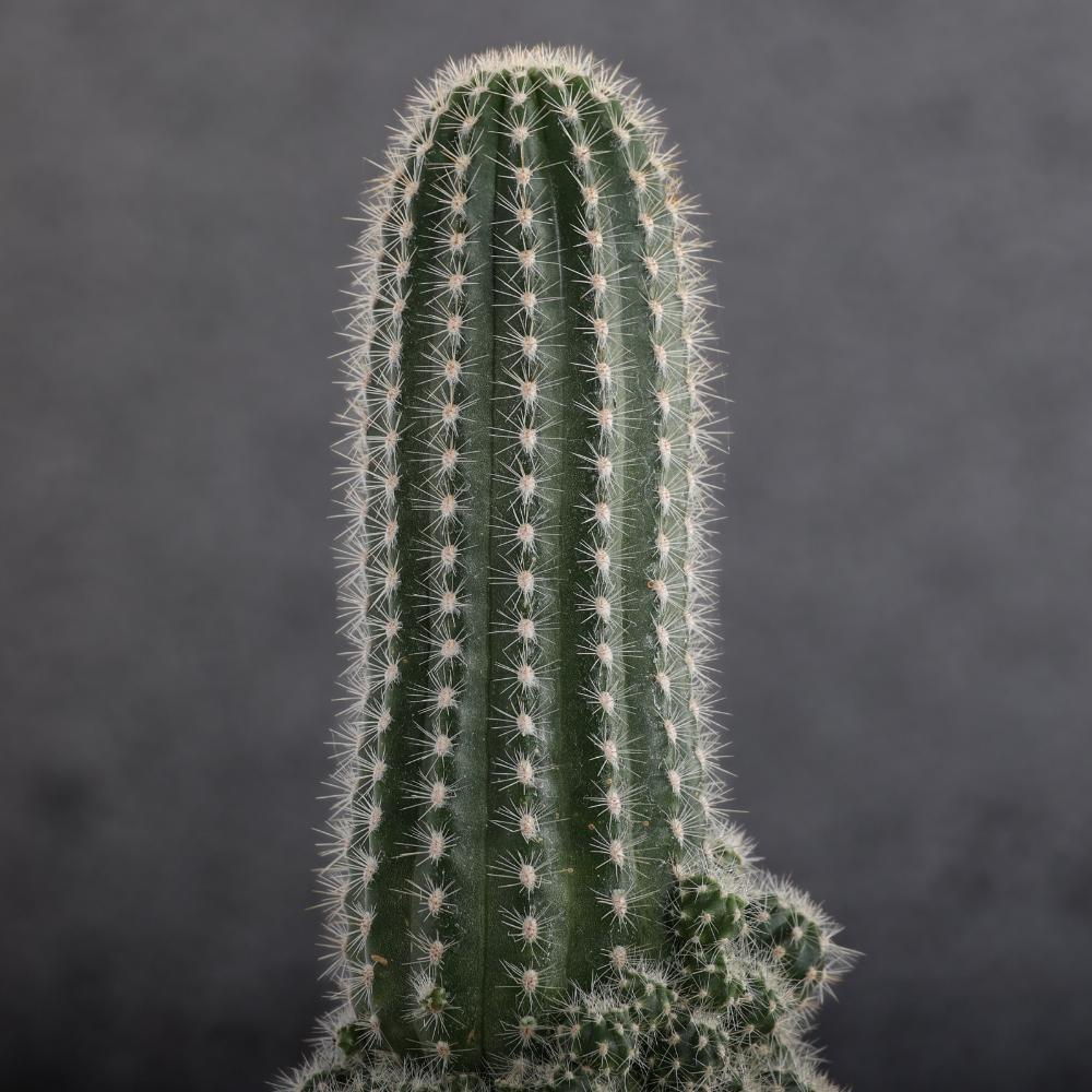 Trichocereus huascha Ø 14