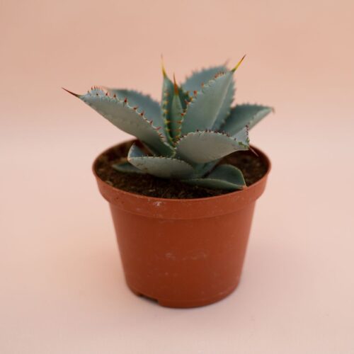 Agave pygmaea Dragon Toes in vaso Ø 10 cm