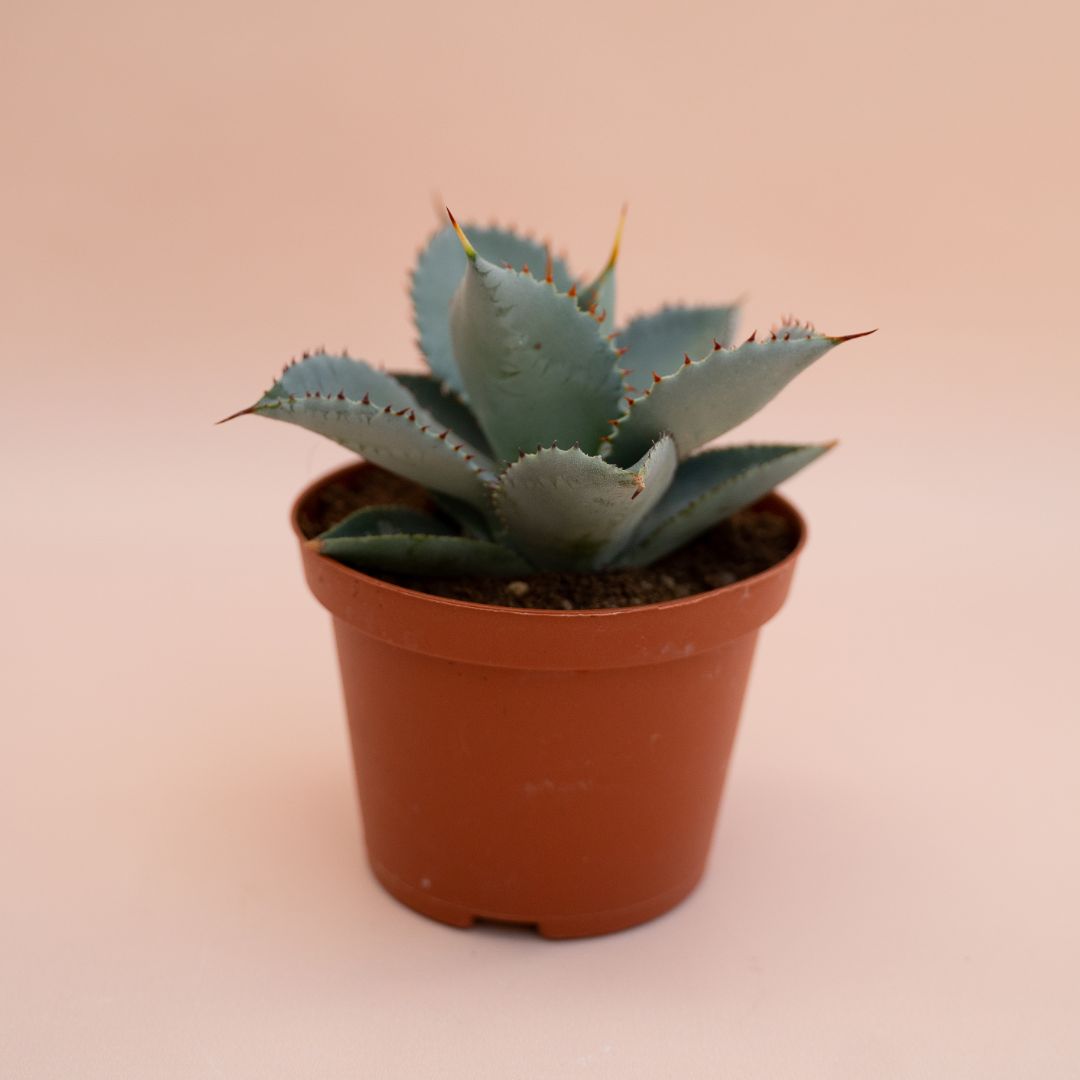 Agave pygmaea Dragon Toes in vaso Ø 10 cm - immagine 2