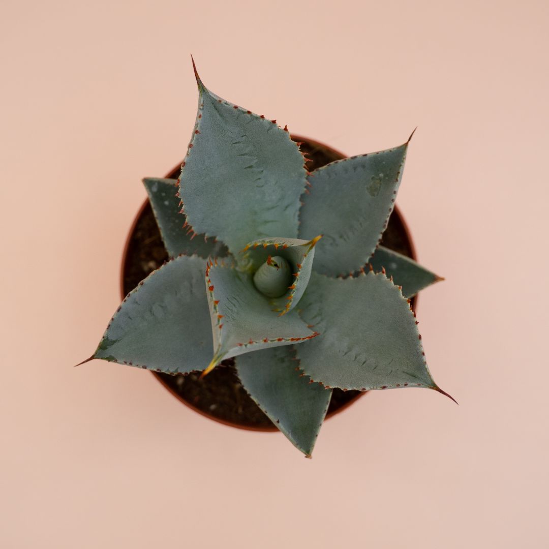 Agave pygmaea Dragon Toes in vaso Ø 10 cm - immagine 3