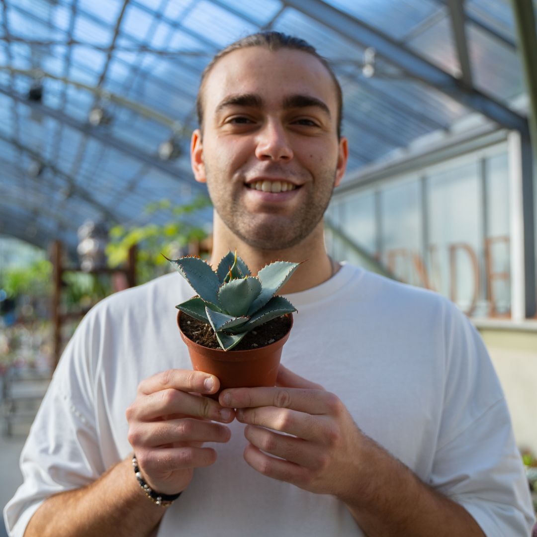 Agave pygmaea Dragon Toes in vaso Ø 10 cm - immagine 4