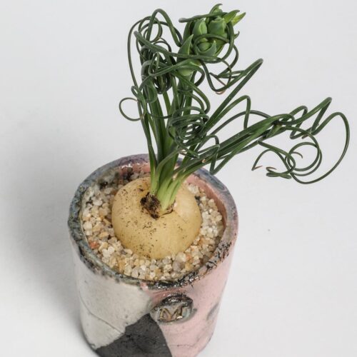 Albuca spiralis ManeRaku 205
