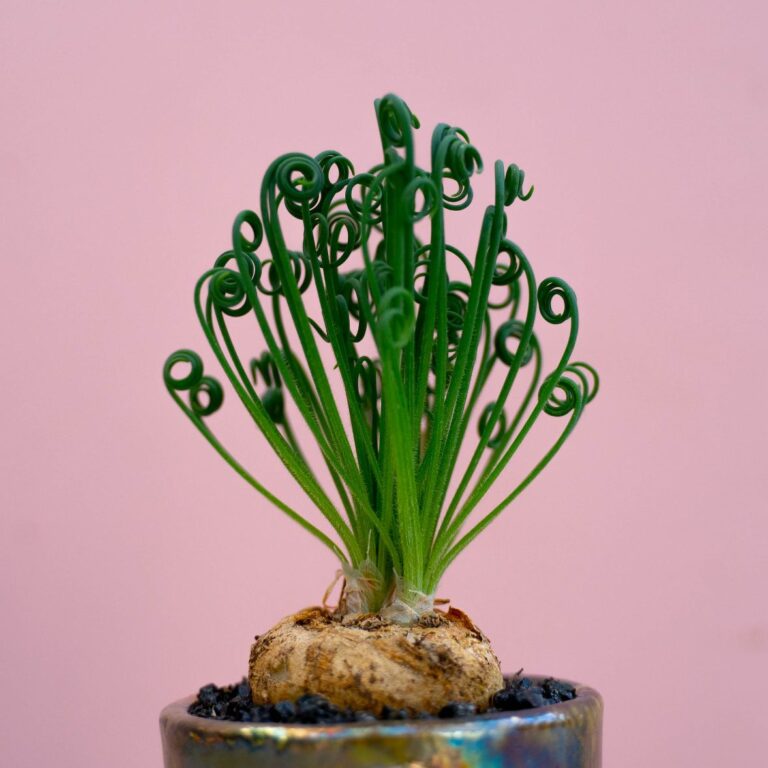 Albuca spiralis