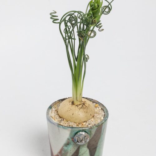 Albuca spiralis ManeRaku 217