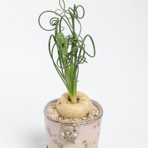 Albuca spiralis ManeRaku 218
