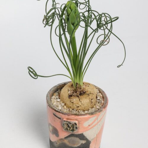 Albuca spiralis ManeRaku 264