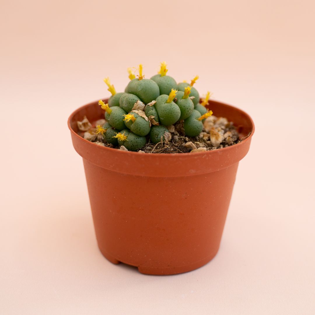 Conophytum velutinum Ø 10,5 cm