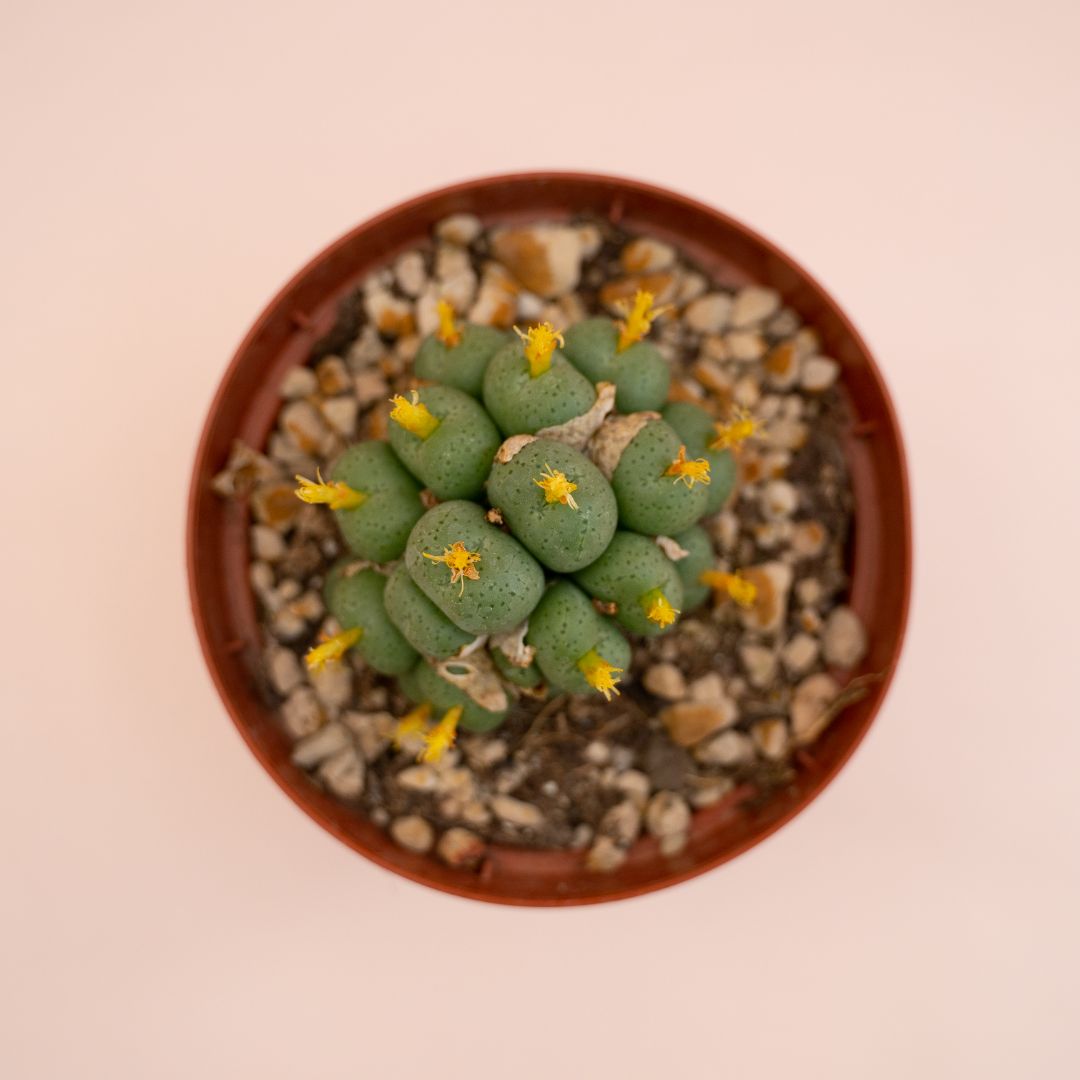 Conophytum velutinum Ø 10,5 cm - immagine 2