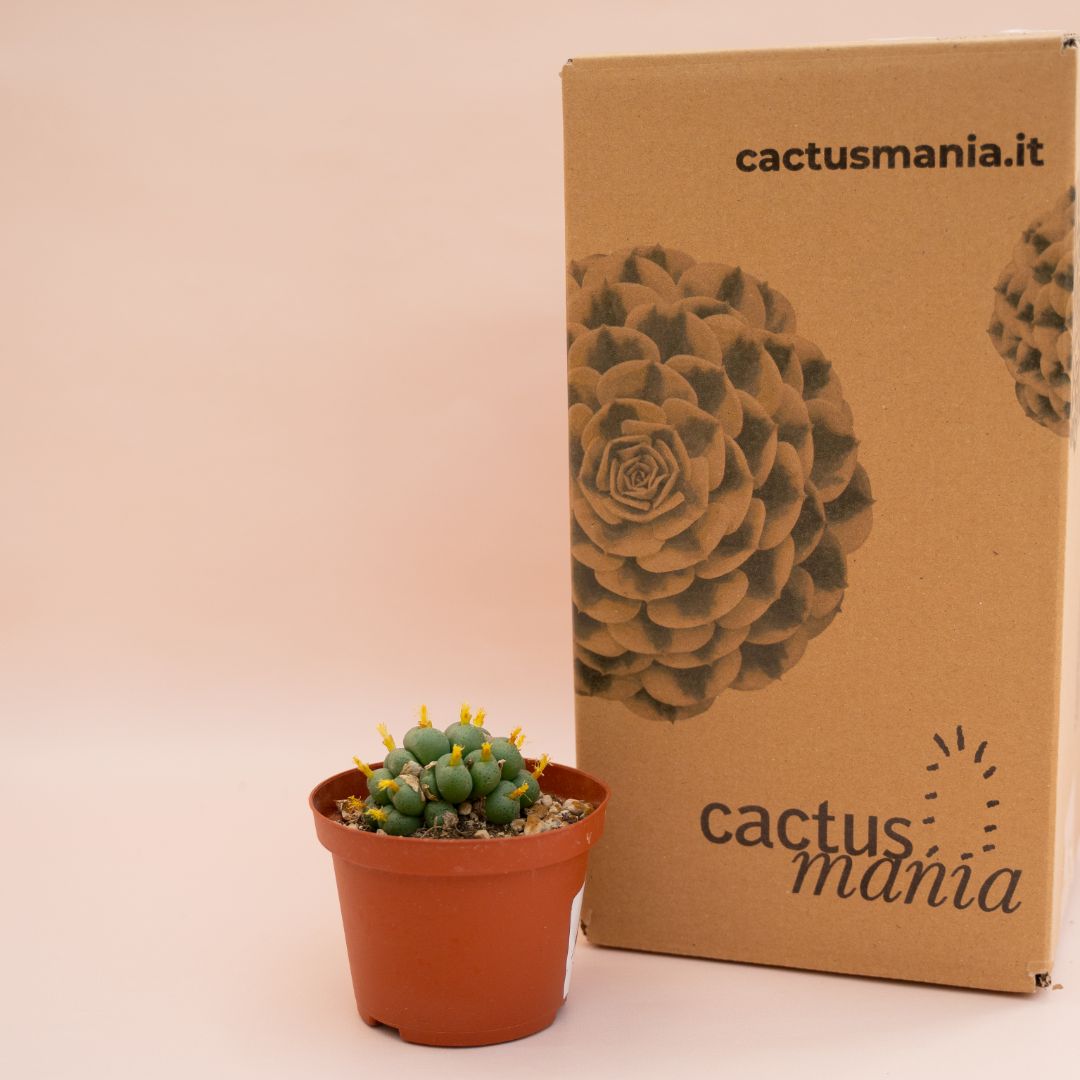 Conophytum velutinum Ø 10,5 cm - immagine 3