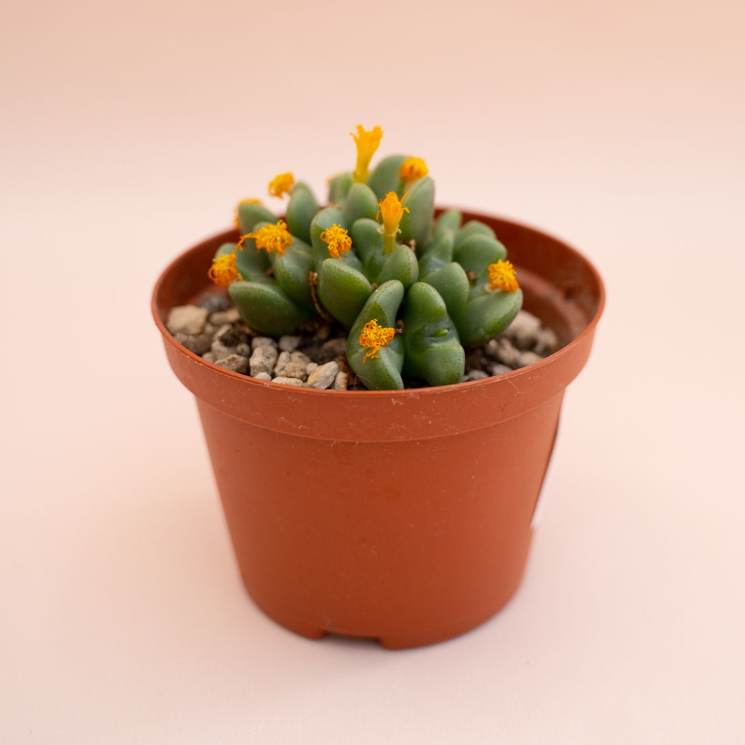 Conophytum bilobum Ø 10,5 cm