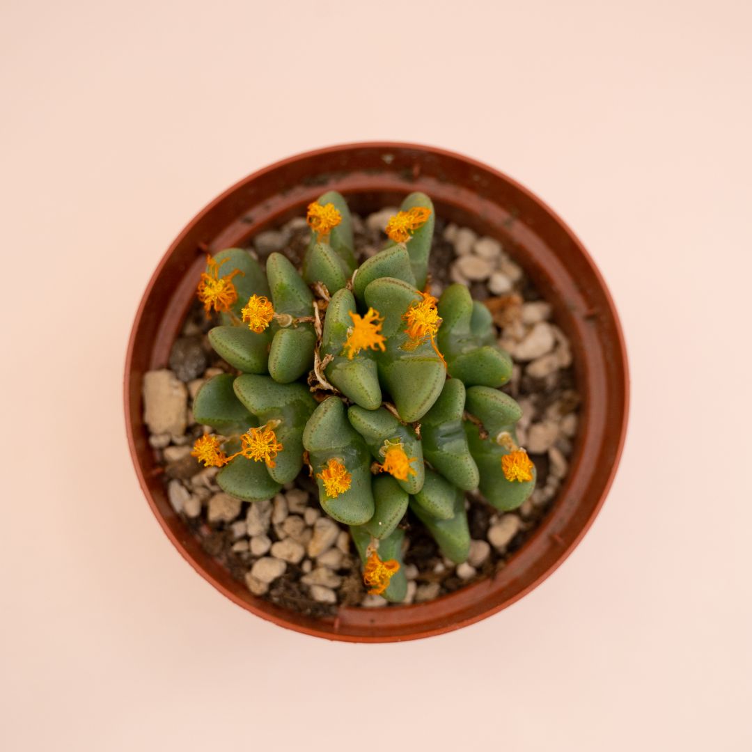 Conophytum bilobum Ø 10,5 cm - immagine 2