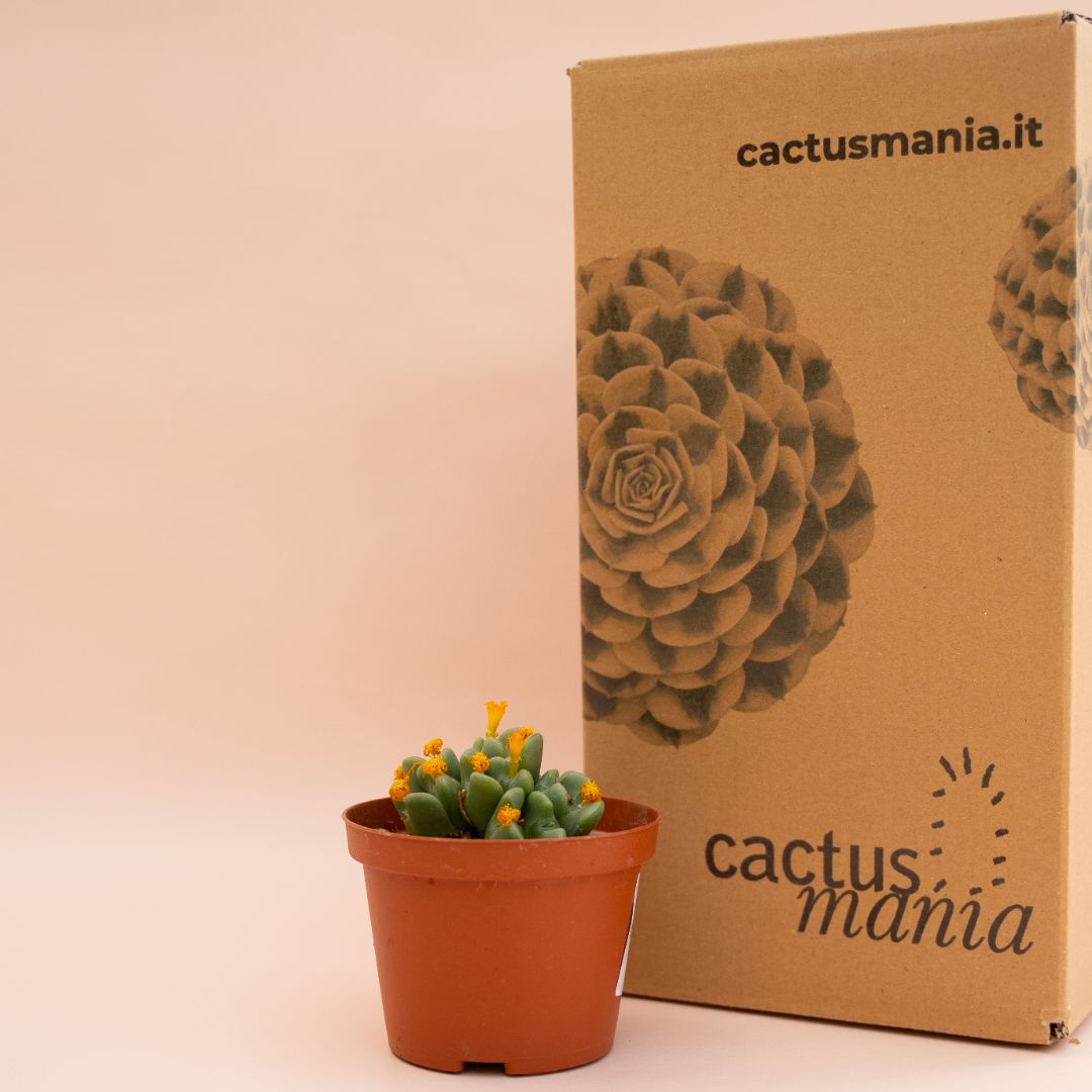 Conophytum bilobum Ø 10,5 cm - immagine 3