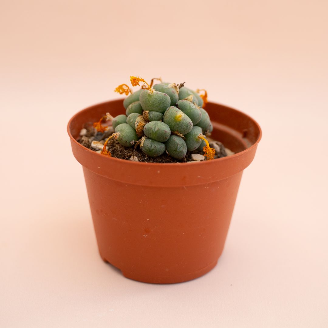 Conophytum globosum Ø 10,5 cm