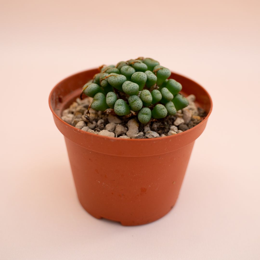 Conophytum meyeri Ø 10,5 cm