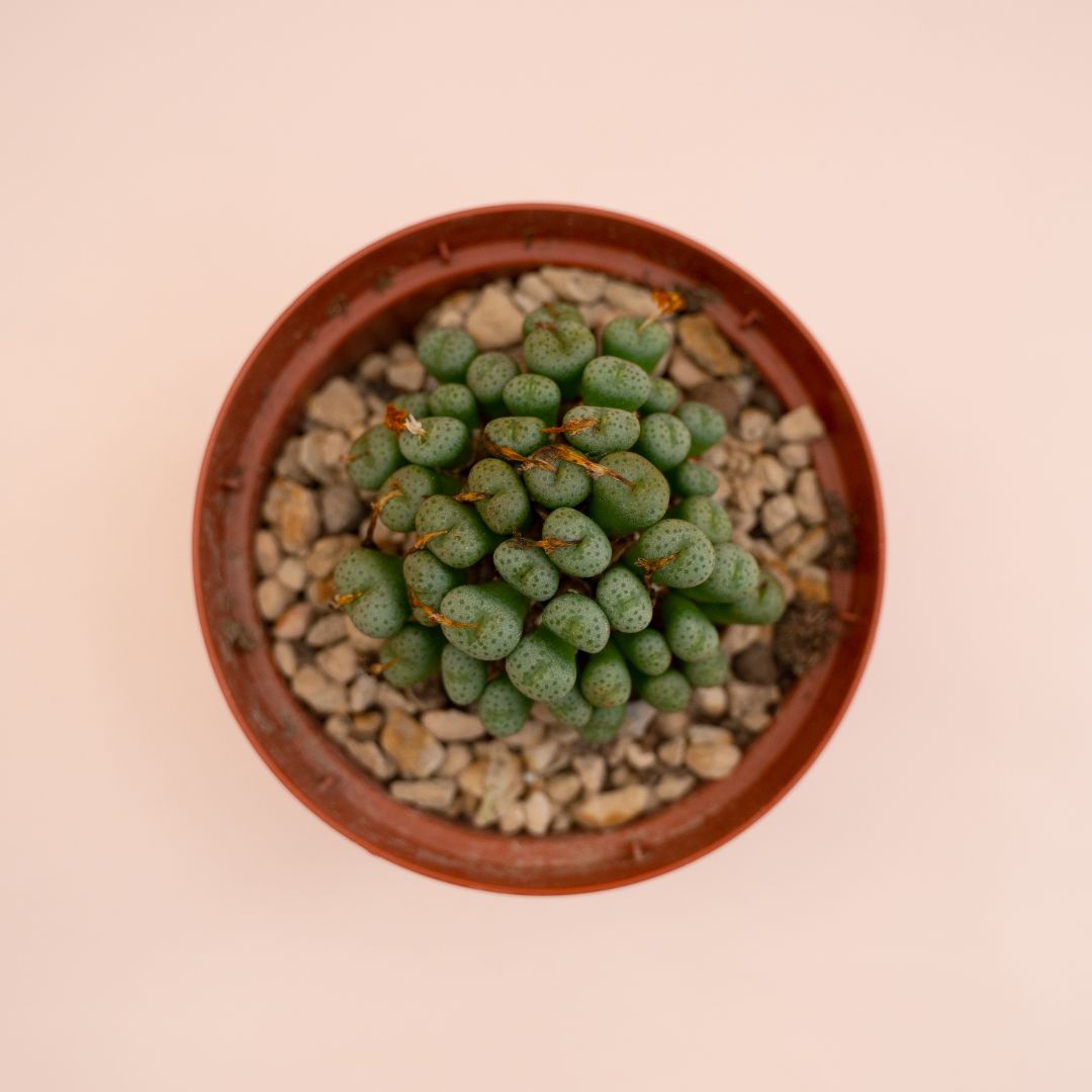 Conophytum meyeri Ø 10,5 cm - immagine 3