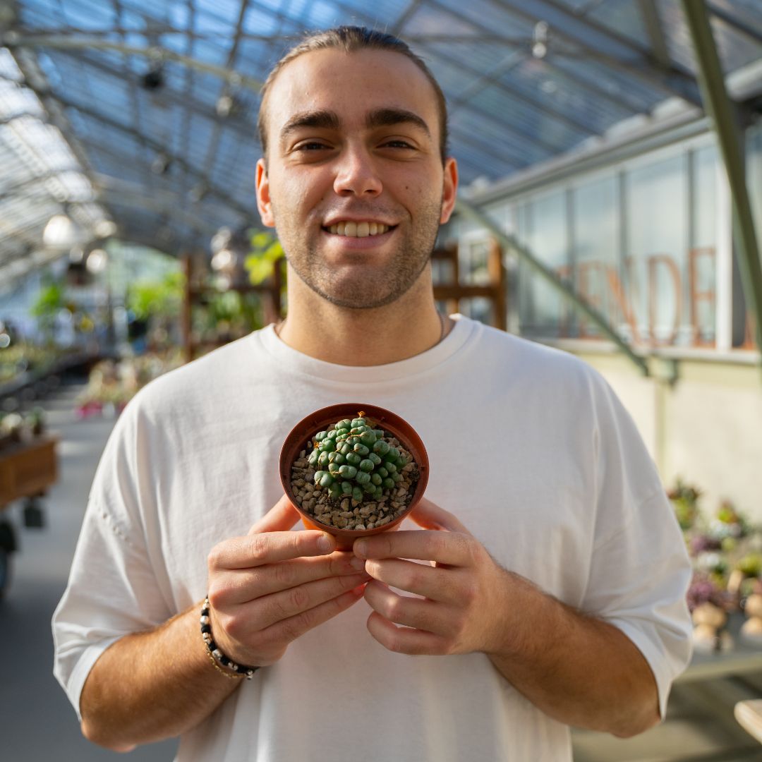 Conophytum meyeri Ø 10,5 cm - immagine 2