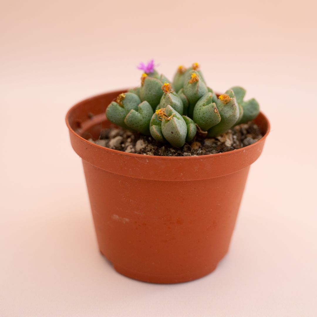 Conophytum taylorianum ernianum Ø 10,5 cm