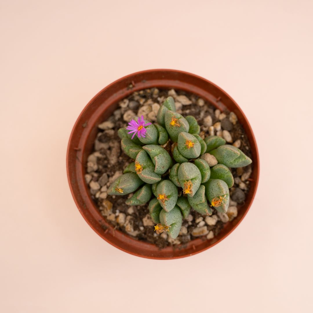 Conophytum taylorianum ernianum Ø 10,5 cm - immagine 2