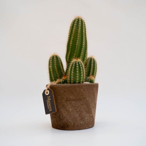 Echinocereus matthesianus - Linea Manera Choco