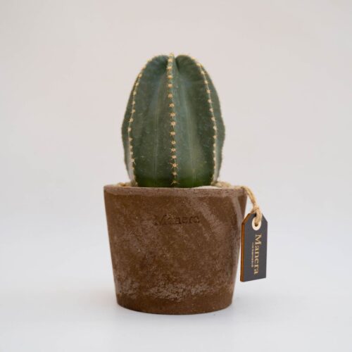 Echinocereus subinermis - Linea Manera Choco