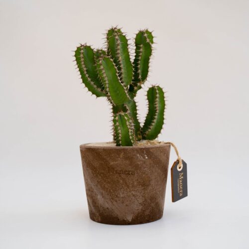 Euphorbia polyacantha - Linea Manera Choco