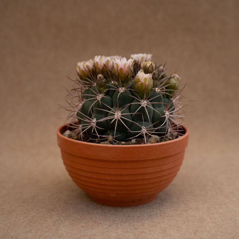 Gymnocalycium saglionis Ø 17 cm