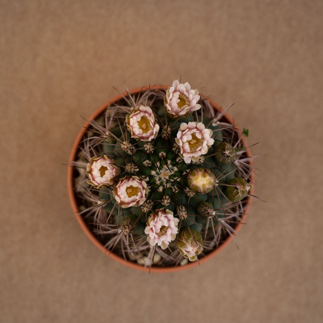 Gymnocalycium saglionis Ø 17 cm