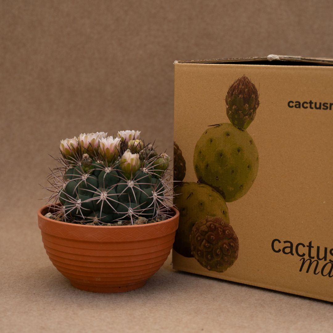 Gymnocalycium saglionis Ø 17 cm