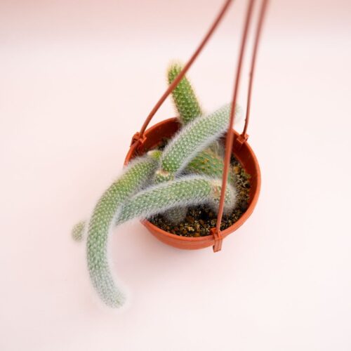 Hildewintera colademononis Ø 14 cm