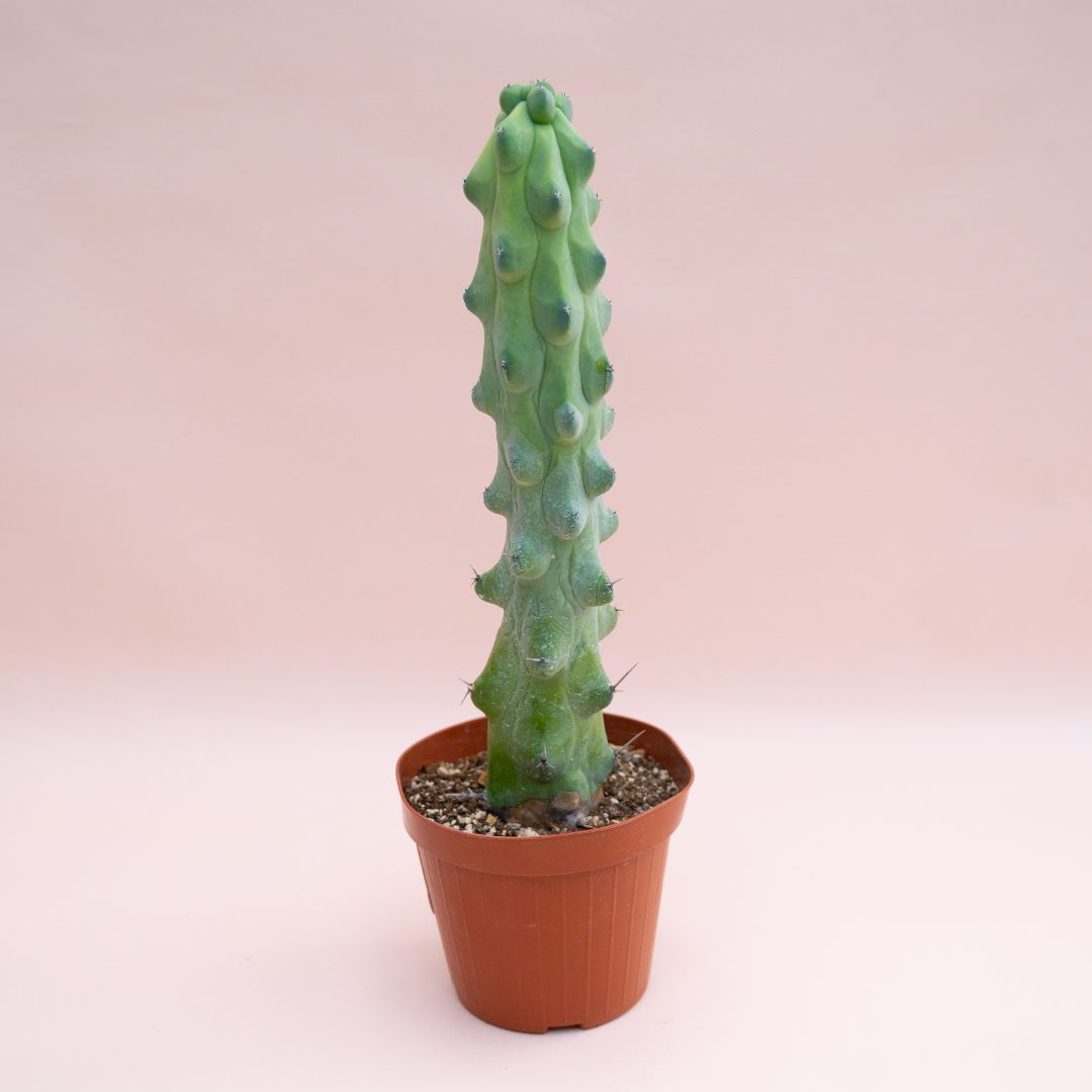Myrtillocactus geometrizans fukurokuryuzinboku Ø 14 cm