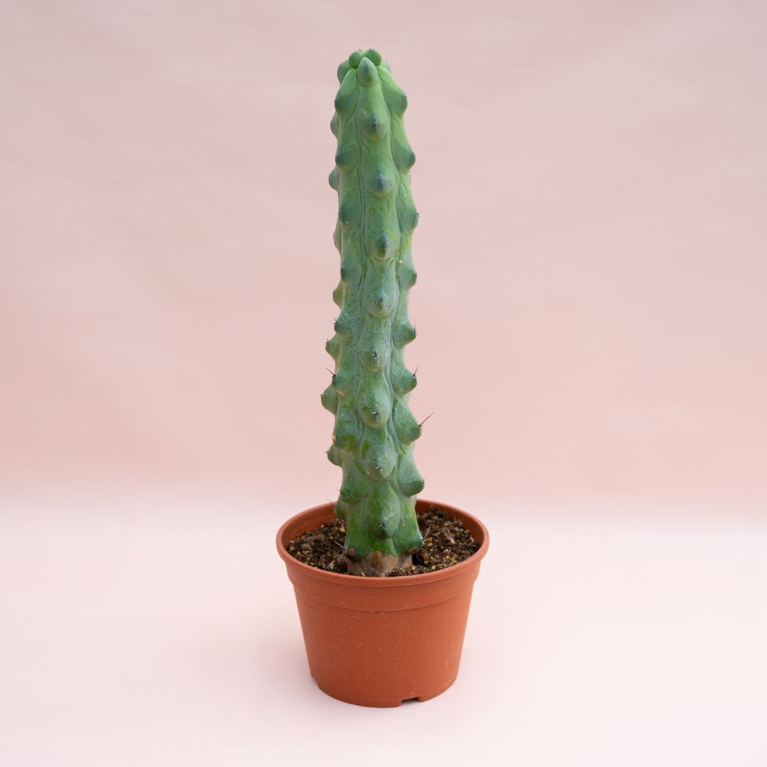 Myrtillocactus geometrizans fukurokuryuzinboku Ø 18 cm