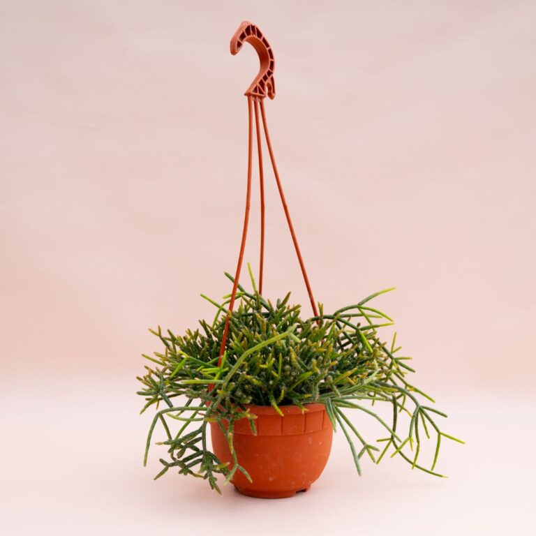 Rhipsalis baccifera Ø 14 cm