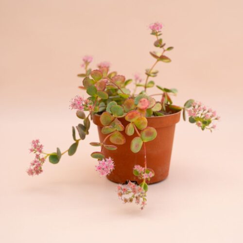 Sedum sieboldii variegato (Erba Teresina) Ø 10,5 cm