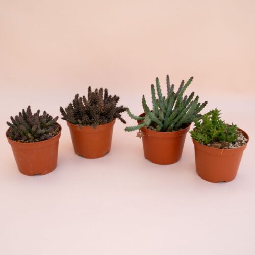 Set 4 Asclepiadaceae Ø 10,5 cm