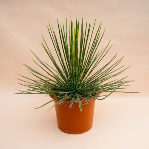 Agave geminiflora in vaso Ø 25 cm