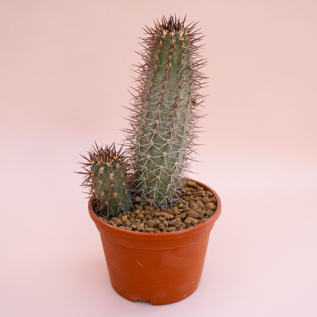 Copiapoa pseudocoquimbana Ø 14 cm