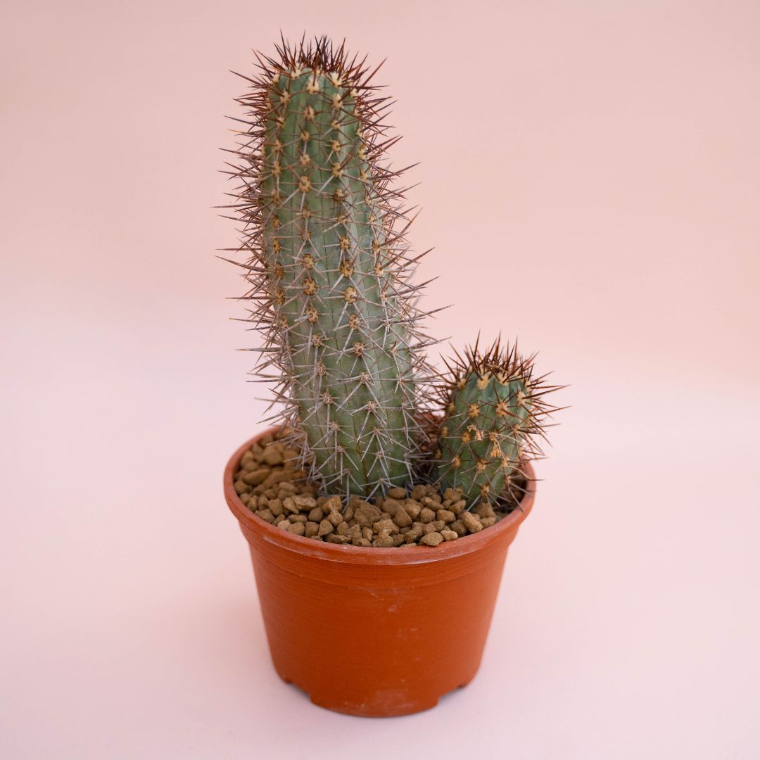 Copiapoa pseudocoquimbana Ø 14 cm - immagine 2