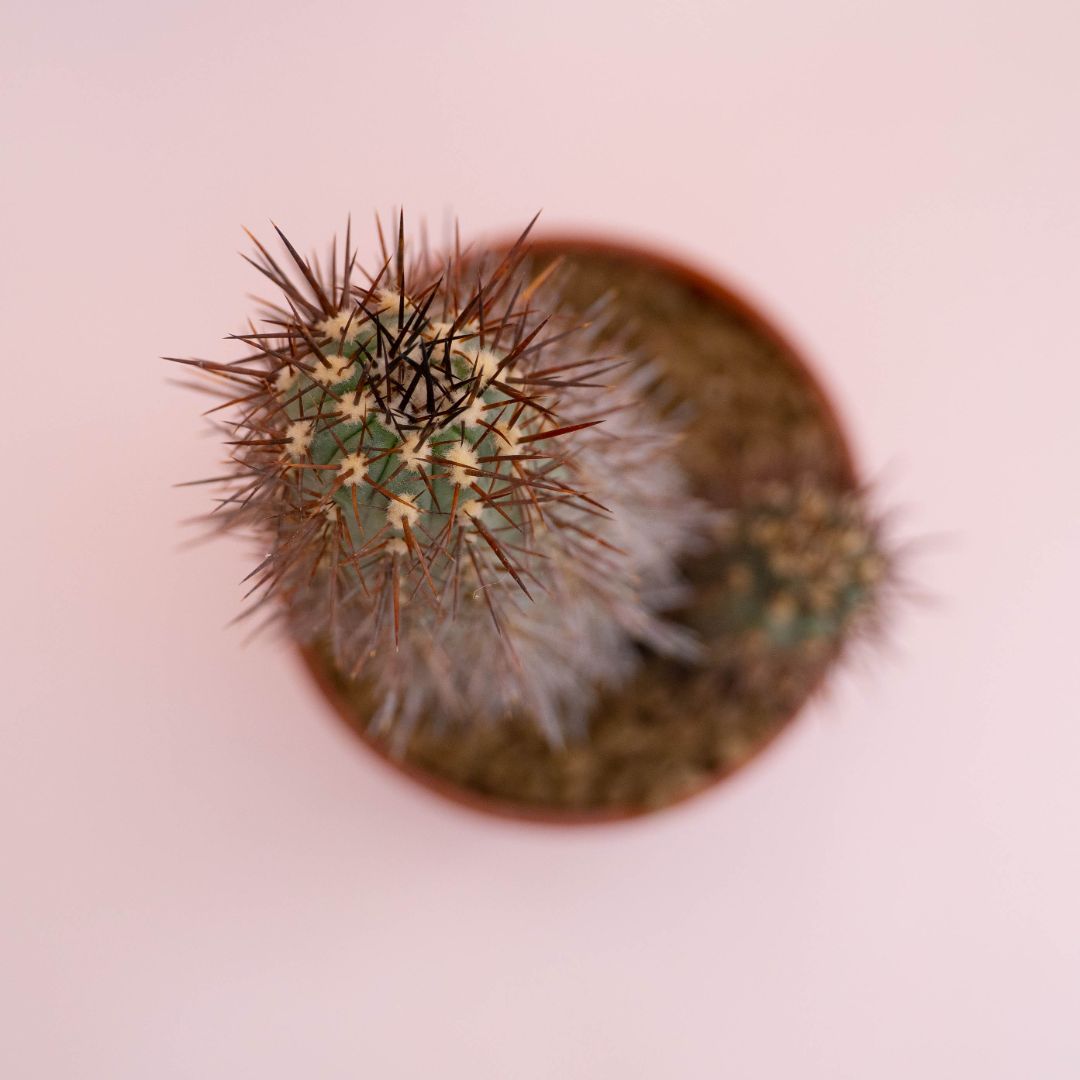 Copiapoa pseudocoquimbana Ø 14 cm - immagine 3