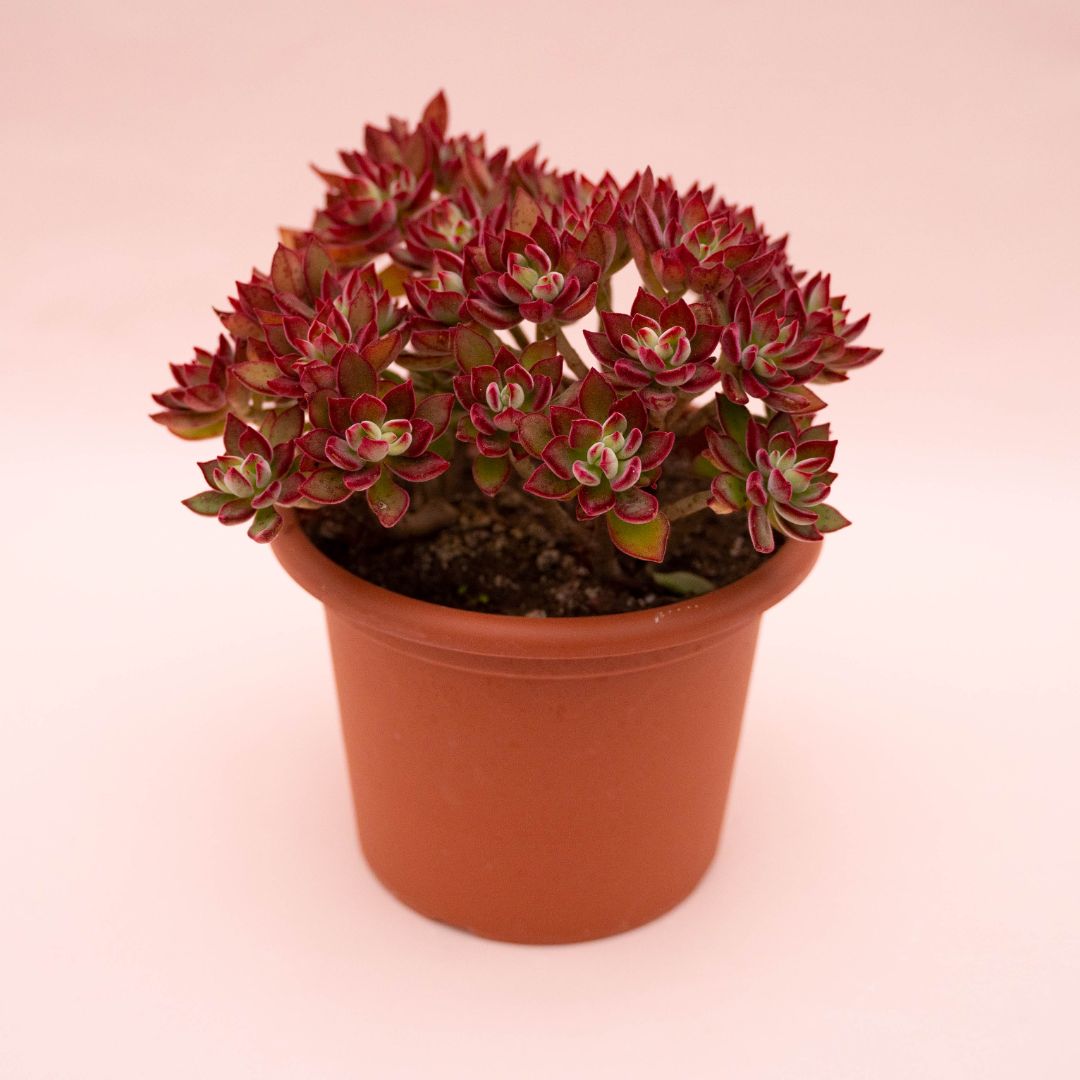 Echeveria pulvinata Devotion Ø 20 cm