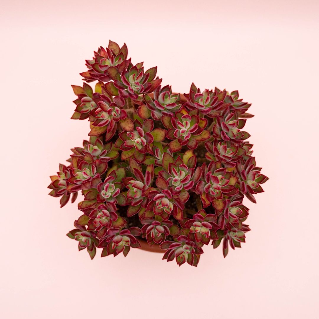 Echeveria pulvinata Devotion Ø 20 cm