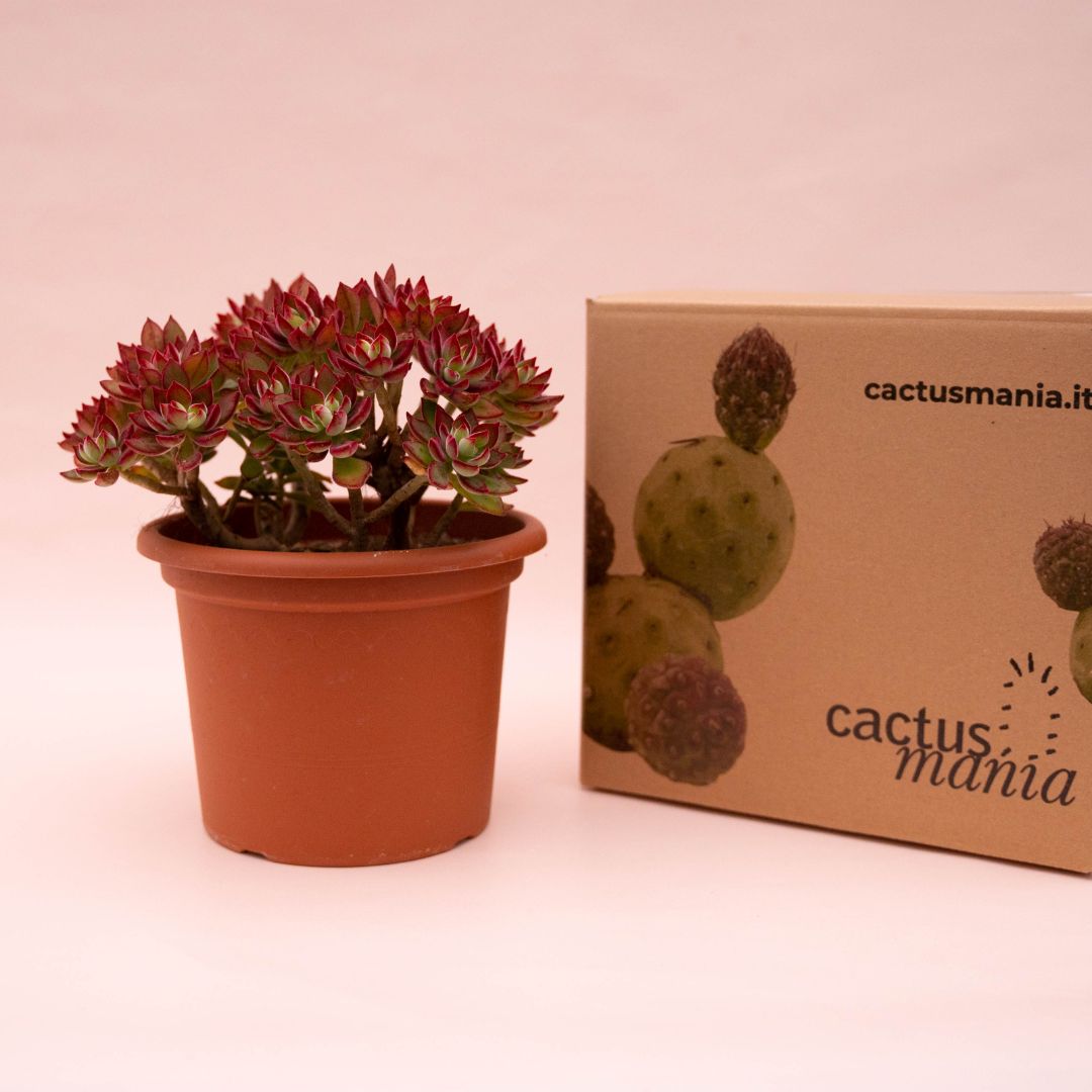 Echeveria pulvinata Devotion Ø 20 cm