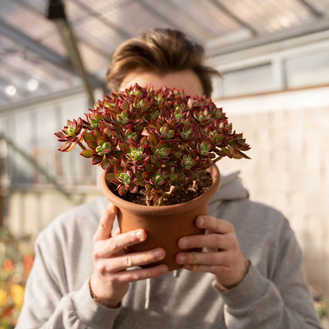 Echeveria pulvinata Devotion Ø 20 cm